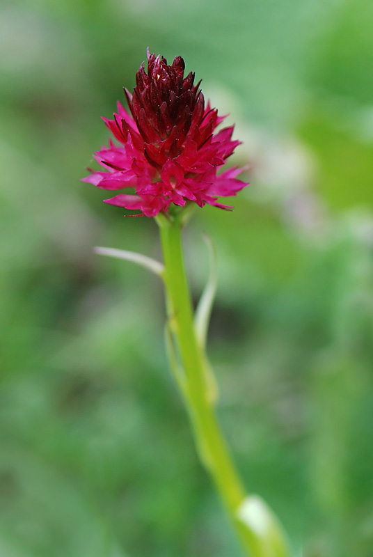 Nigritella.... sp?,